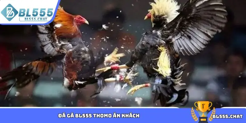 Đá gà BL555 Thomo ăn khách