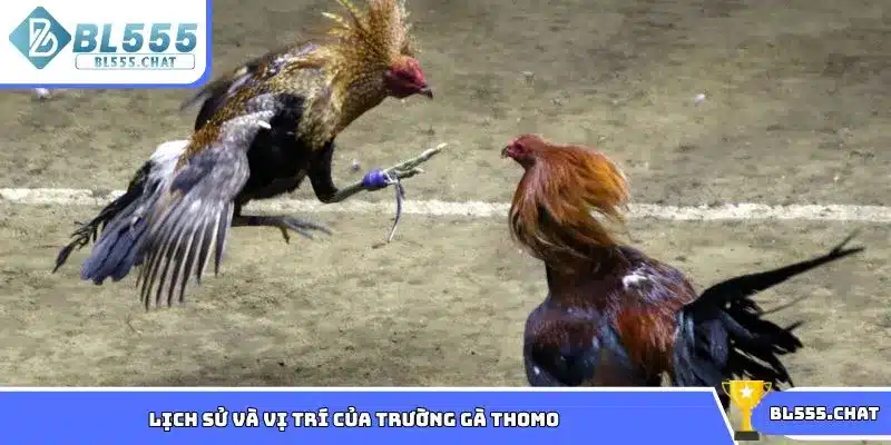 Khám phá thông tin về lịch sử và vị trí của trường gà Thomo