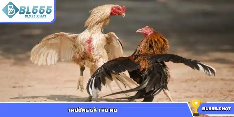Trường gà tho mo