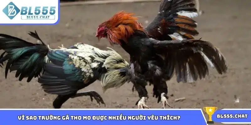 Tìm hiểu vì sao trường gà Tho Mo được nhiều người yêu thích?